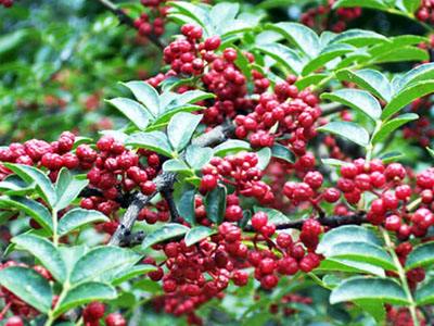 四川汉源花椒主产区椒农人均收入过万元