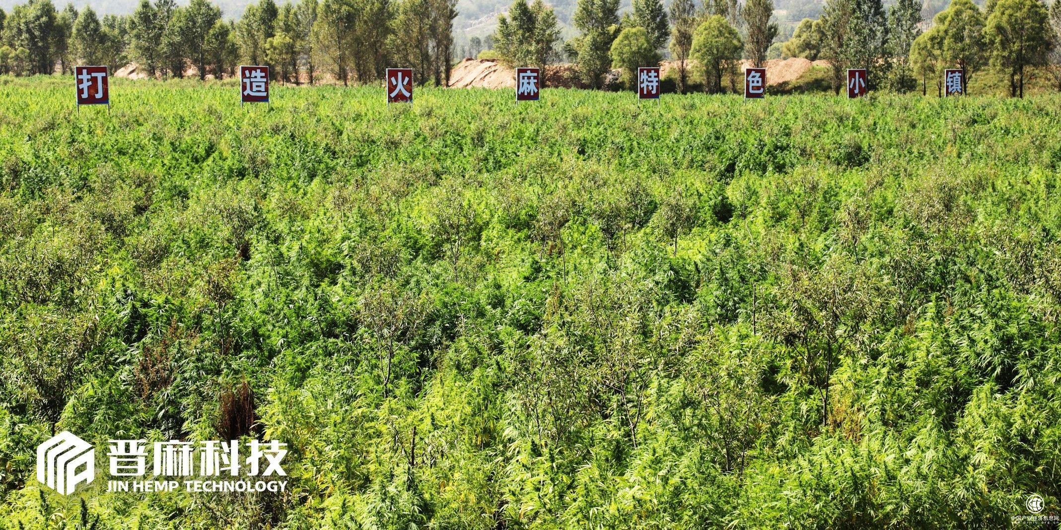 晋麻科技,高品质火麻产品制造商