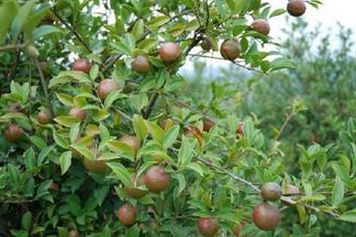 湖北恩施：山茶油产业助力精准脱贫