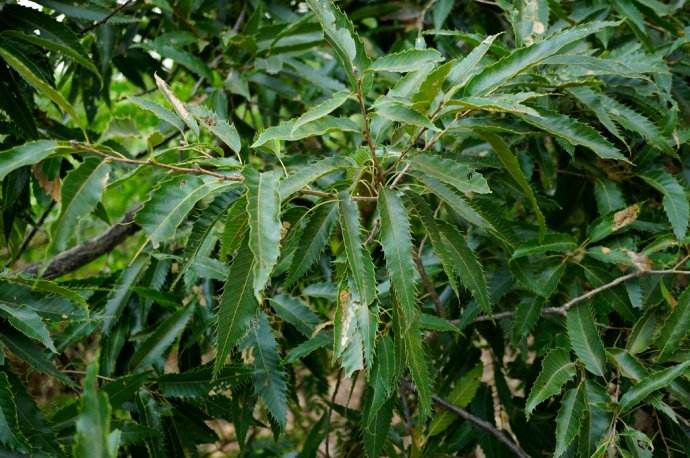 安徽滁州麻栎产业带动人均增收千余元