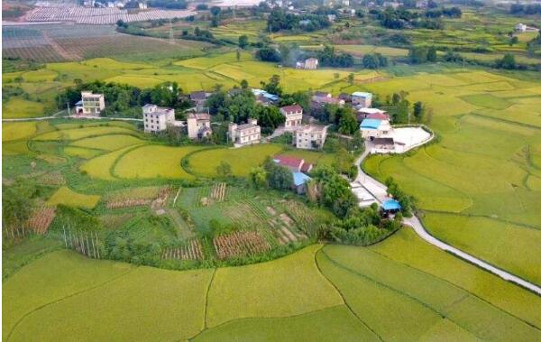 农业产业强镇示范建设四川省再获22席 数量居全国第二