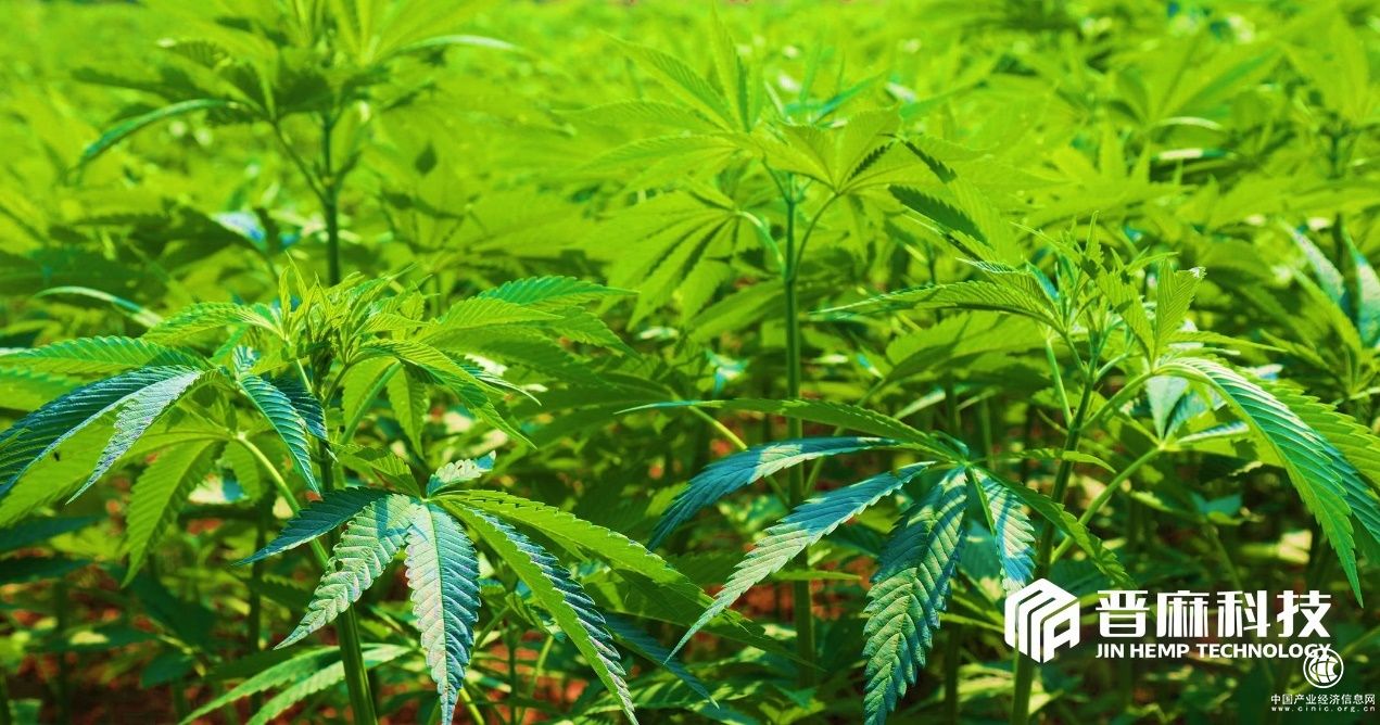 打造中国火麻航母 晋麻科技先行服务百姓健康 