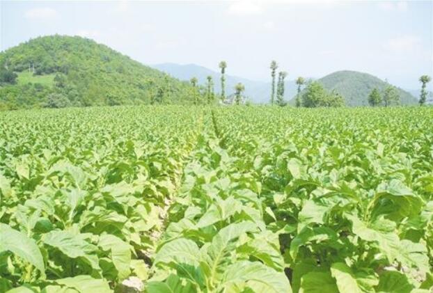 “输血”结合“造血” 重庆巫山8万贫困户“摘帽”