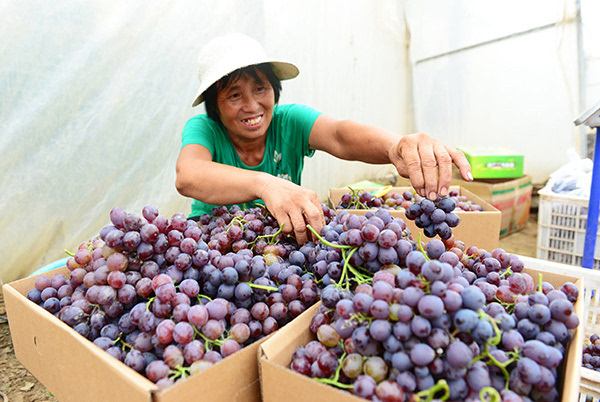 河北武邑探索“1+X+1”产业扶贫机制的调查