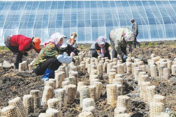 “小蘑菇”做出大文章 拜泉县打造食用菌扶贫支柱产业