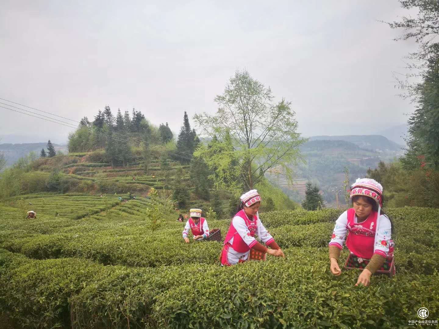 贵州水城：主推“妙青园”等品牌引领茶产业升级