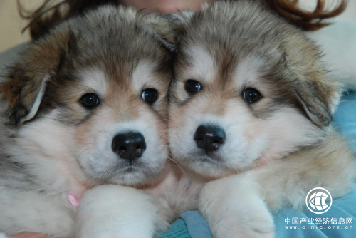 不可替代的狗狗 宠物主4个月后迎来“克隆狗”