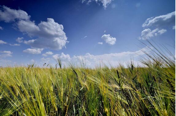 从一粒青稞看藏区牧民生活变迁
