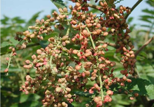 湖北五峰：大力发展五倍子产业