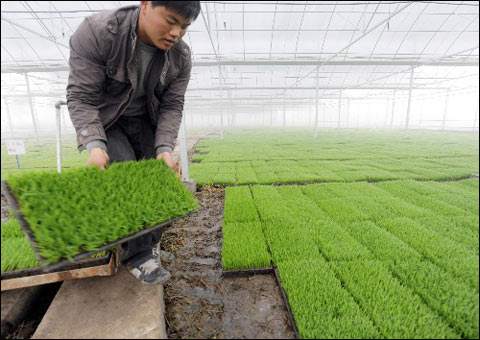 全国春播进度快于往年，早稻播栽全部完成