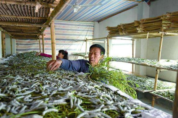 河南方城：发展桑蚕产业助力脱贫攻坚