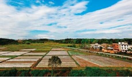 山东金融机构为沿黄农业发展注入资金“活水”