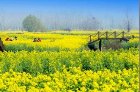 江苏：美丽的兴化油菜花海缘何“驻颜有术”？