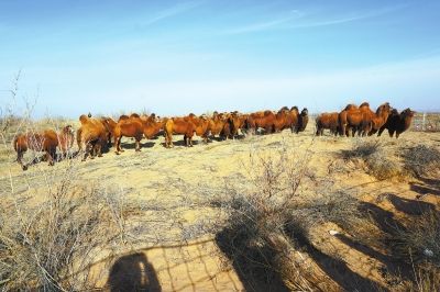 甘肃白银：着力打造现代丝路寒旱农业“六大高地”