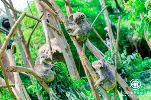 长隆考拉六代同堂，建全球首个“有袋类研究中心”