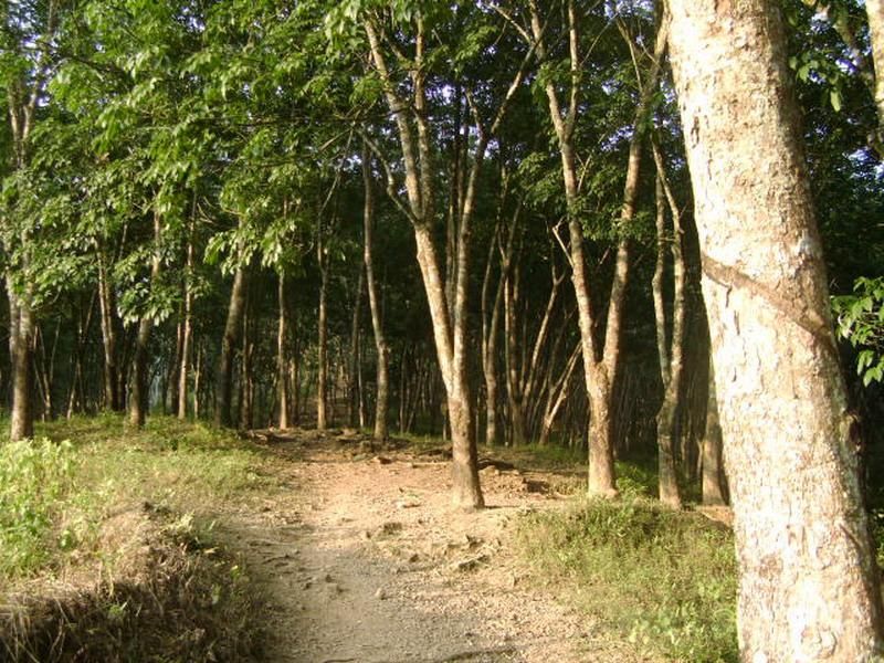 海南省省长：围绕全产业链谋划推动橡胶产业可持续发展