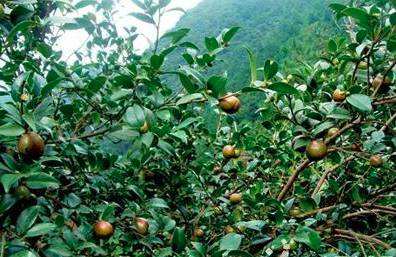 河南省与国家林草局签订油茶发展目标责任书