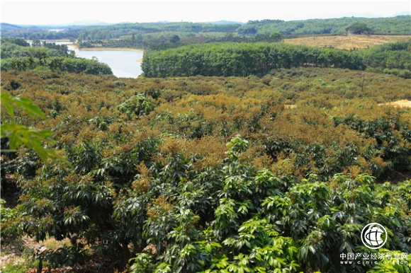 翼龙贷助力乡村振兴 实现普惠金融商业化可持续