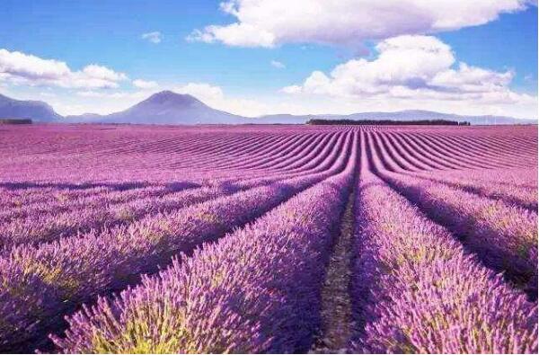 新疆发展“紫色产业”任重道远，如何“突围”？