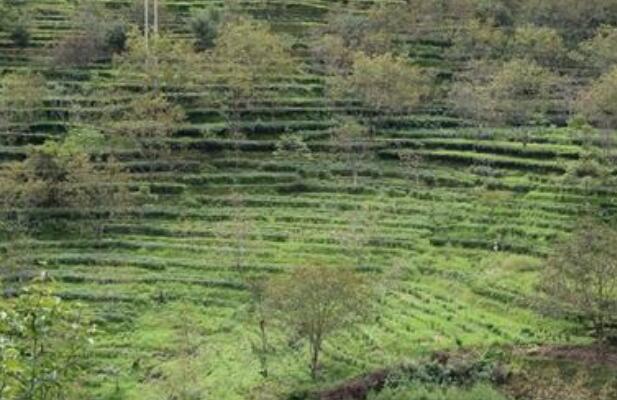 云南省加大林业生态扶贫力度