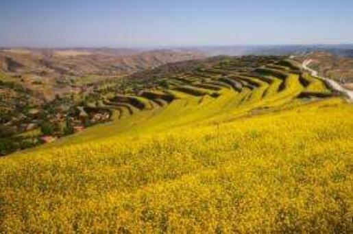 全国专家聚焦甘肃会宁：油菜带动“三产融合”助农脱贫