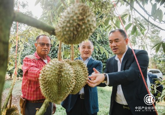 长在深山的纯天然野苹果？苏宁618有望尝到！