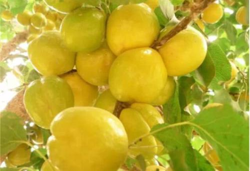 新疆阿勒泰打响特色林果“金字招牌”