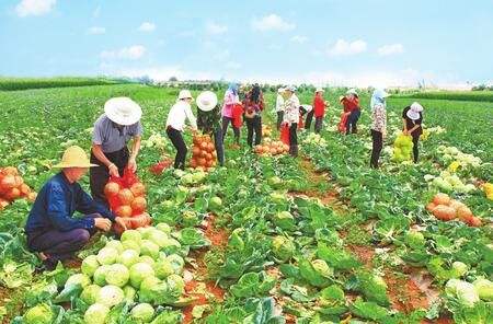 吃“产业饭”走“小康路”甘肃宁县扎实推进产业扶贫见闻