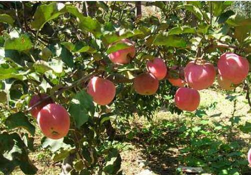 内蒙古：煤矿上，实现“苹果自由”