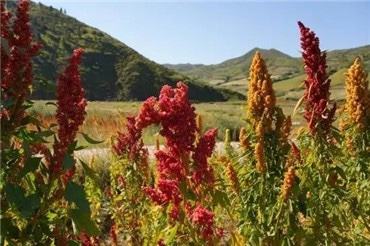 河北省张北县借藜麦产品打造“脱贫名片”