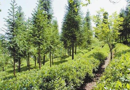 江苏省林木种苗和林下经济产业锚定千亿级