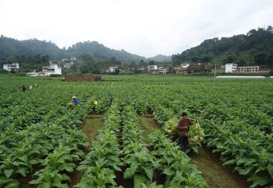 云南凤庆县做实生态扶贫文章