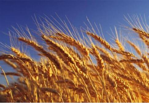 全国首家以小麦为主题，延津县国家现代农业产业园通过认定