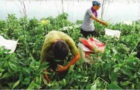 河北省魏县大力发展扶贫产业夯实脱贫成果