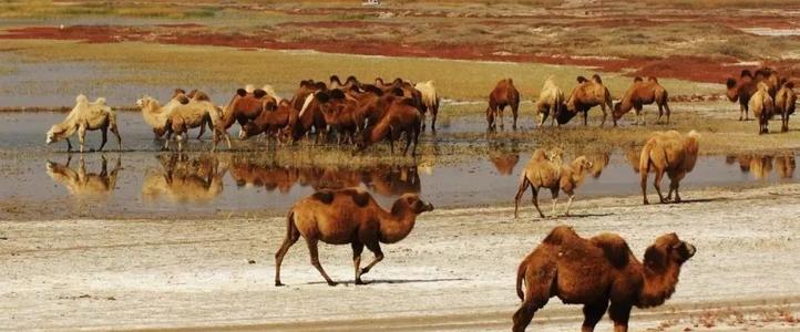 内蒙古：坚定不移走绿色高质量发展道路 发展壮大红驼产业