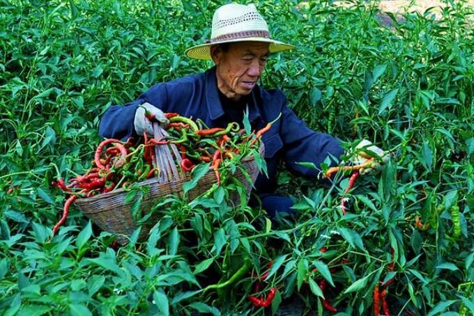 甘肃康县：六项措施推广辣椒产业助推脱贫攻坚