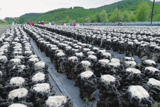 黑龙江：打造木耳产业发展新平台