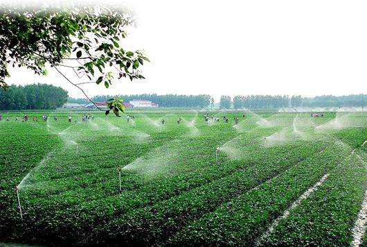 湖北农垦“一场一品”释放脱贫能量