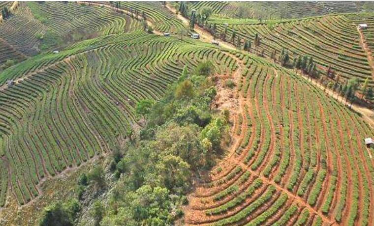 云南省临沧市临翔区建成高原特色产业基地238万亩