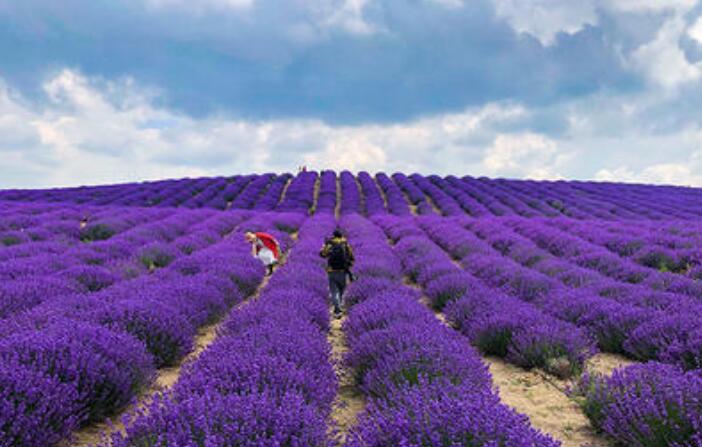 “中国薰衣草之乡”新疆霍城：壮大芳香产业助力就业脱贫