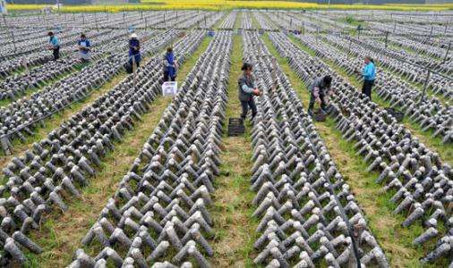 贵州发展食用菌产业助力脱贫攻坚