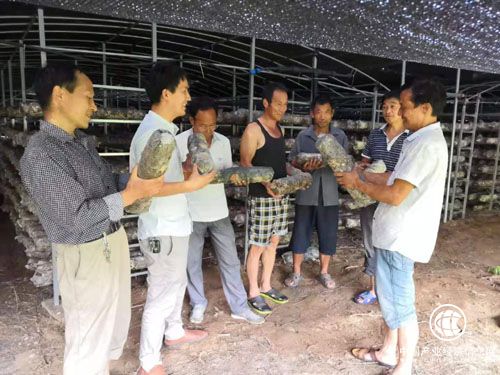 河南南召杜德发：单身贫困户变身致富带头人