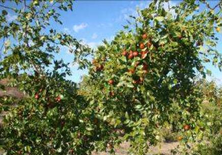 “量身”打造脱贫方案 中科院科技扶贫效果显著