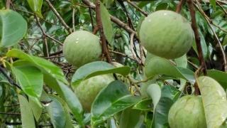 云南广南：蒜头果产业集群发展