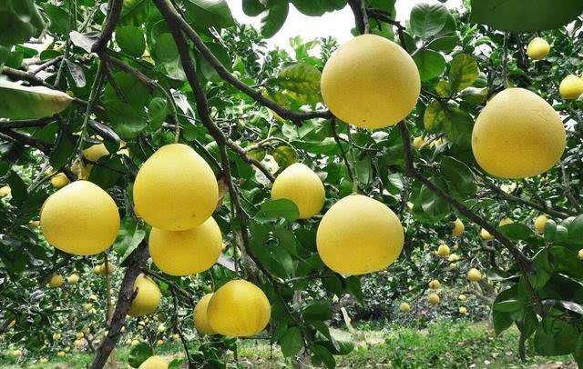 广西容县发布沙田柚区域品牌战略