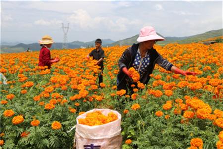 云南全省脱贫县农村居民收入稳步增长