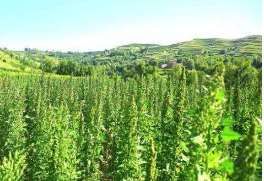 甘肃省和政县藜麦种植助力精准扶贫