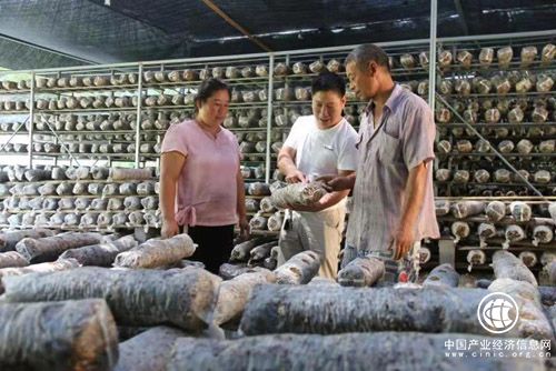 河南南召：小香菇长成富民大产业