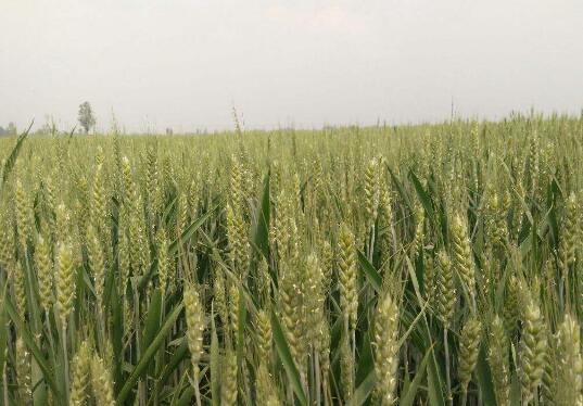 2022年山西累计收购粮食616万吨