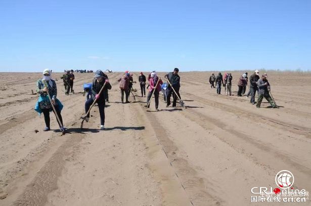 东锦集团欧李项目 助力内蒙古科右中旗精准脱贫
